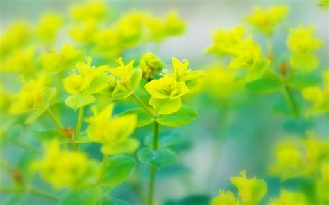 Rapeseed wallpaper - Flower wallpapers - #22730