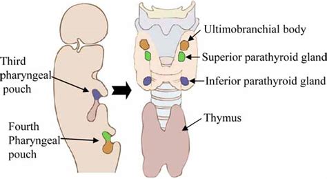 부갑상선 Surgery Of Parathyroid Gland 네이버 블로그