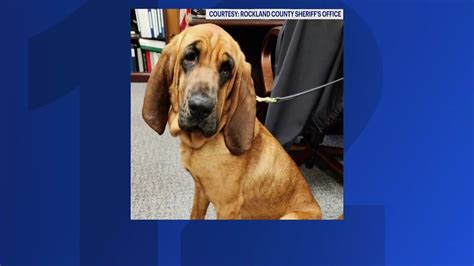 Newest K 9 Member Of Rockland County Sheriff S Department Makes 1st Rescue