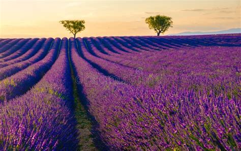 Provence Lavender Field At Sunset Valensole Plateau Provence France