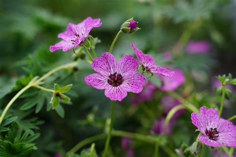 Storchschnabel Jolly Jewel Purple Geranium Cinereum Wyss Shop