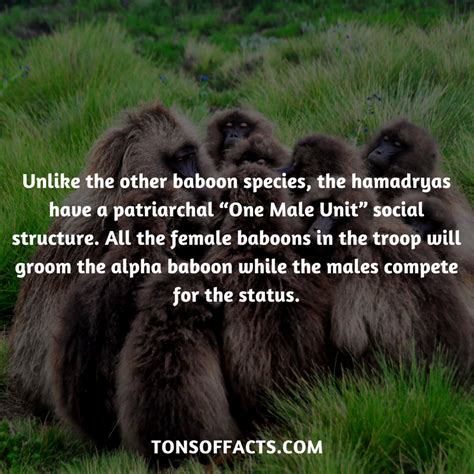 25 Interesting And Fun Facts About Baboons Artofit