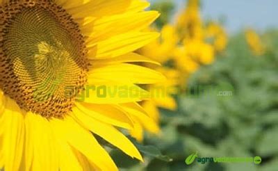 Semillas De Girasol Alto Oleico N Lm De Nuseed Espa A Es Hierba