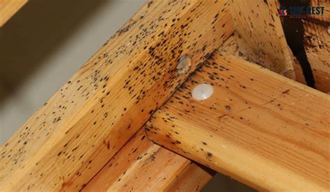 Types Of Bed Bug Treatments What You Need To Know Pest