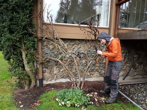 Pruning Our Tree Peony | Winter Pruning and Reshaping