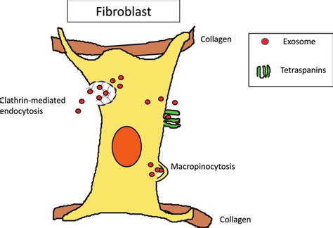 Cell Specific Internalization Of Exosomes Fibroblasts Fibroblasts Download Scientific Diagram