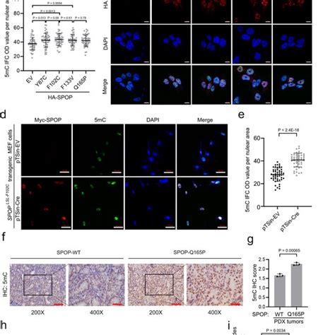 Glp G A Protein Is Elevated In Spop Mutant Pca Cells In Culture And In