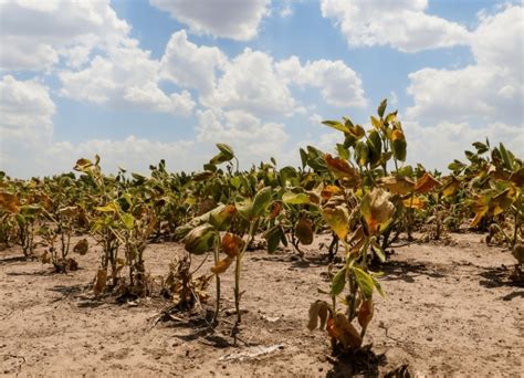 Santa Fe Declaró La Emergencia Agropecuaria En Toda La Provincia Por La