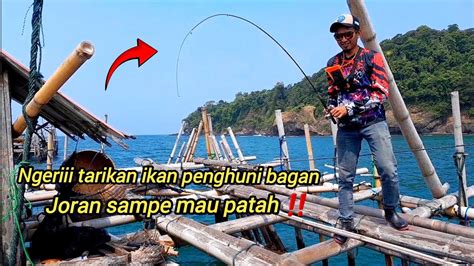 TARIKAN GANAS PENGHUNI BAGAN BIKIN JORAN MELENGKUNG TAJAM Mancing Di