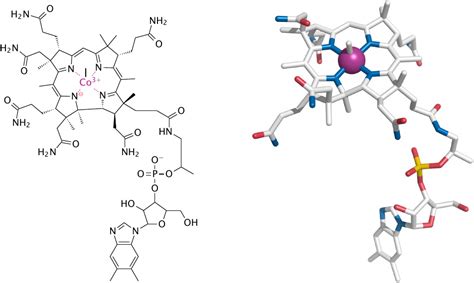 Biosynthetic Pathways Using Tetrahydrofolate And Vitamin B 12