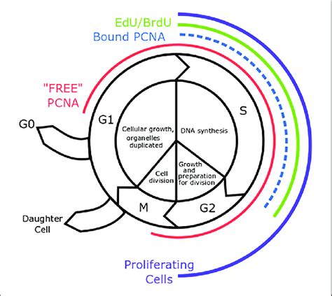 The phases of the eukaryotic cell cycle. Note. Phases of the cell cycle ...