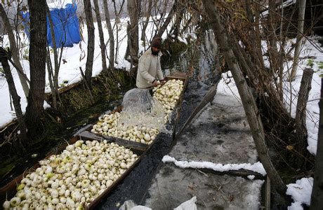 Kashmiri Farmer Wash Radish After Taking Editorial Stock Photo Stock