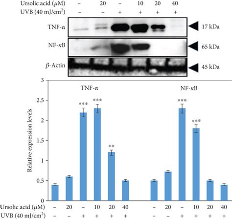 Western Blot Analysis To Detect The Expression Of Tnf And Nf B In