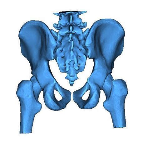 Human Pelvis 3d Model 3d Printable Cgtrader