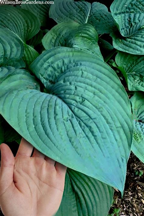 Buy Humpback Whale Giant Hosta Lily Free Shipping Wilson Bros