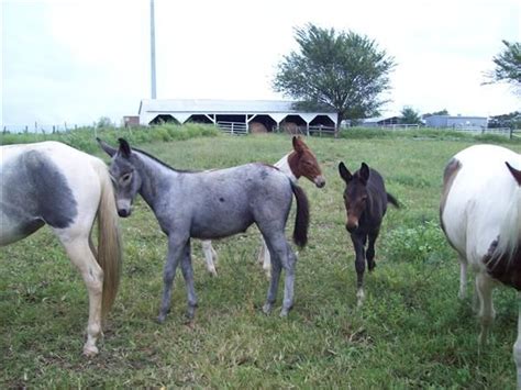 Blue Roan Mule.....OMG I WANT ONE!!! | Horses, Horses and dogs ...