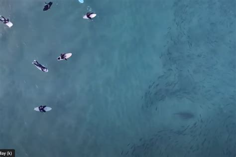 Watch Surfers, Sharks, and a Huge School of Fish Share the Lineup in ...