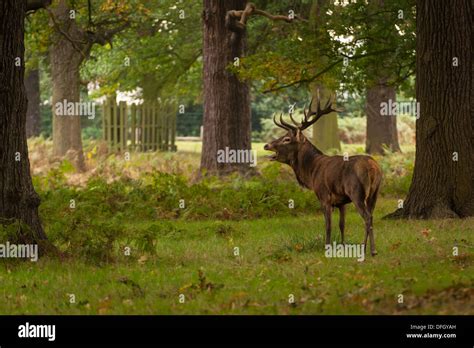 London Richmond Upon Thames Royal Richmond Park Parks Fallow Deer Deers