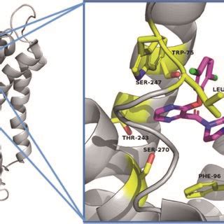 The Binding Mode Of Compounds K In The Active Site Of Tgr Pdb Id