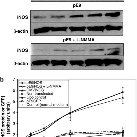 A Representative Western Blots Of Inos Protein And B Actin From Download Scientific Diagram