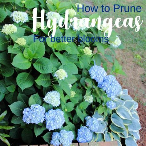 How To Prune Azaleas Give Old Plants New Life The Kitchen Garten