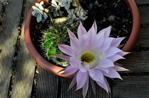 Echinopsis Oxygona El Cactus De La Flor Maravillosa