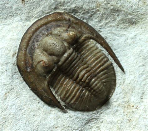 Cordania Oklahoma Trilobite