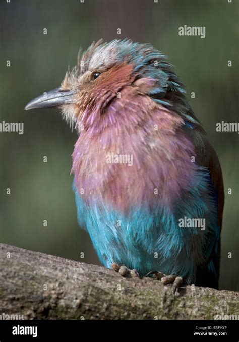 Lilac Breasted Roller Coracias Caudatus Stock Photo Alamy