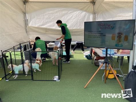 서울시 내달 2일 반려동물 배움의 날유기동물 인식 개선 캠페인