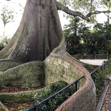 Kapok Tree Restaurant