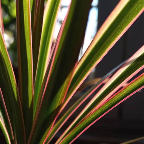 The Dracaena Marginata Tricolor A Plant For All Seasons