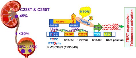 Frontiers Tert Promoter Mutations And Methylation For Telomerase