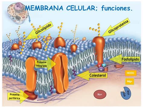 Funciones De La Membrana Celular Youtube