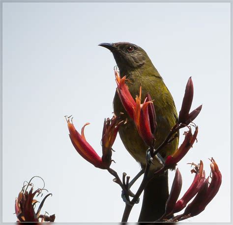 Travis Wetland Monthly Newsletter January Travis Wetland