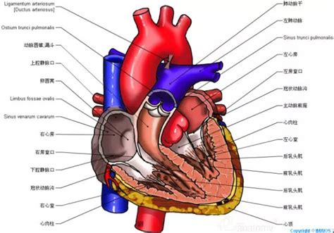 影像解剖 这组心脏解剖图，太赞了！珍藏！冠状动脉沟肺动脉干冠状窦口 健康界
