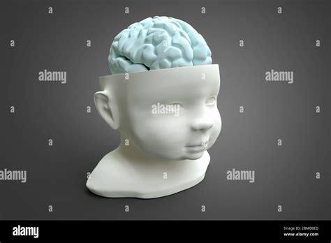 Anatomie Du Cerveau De L Enfant Banque De Photographies Et Dimages