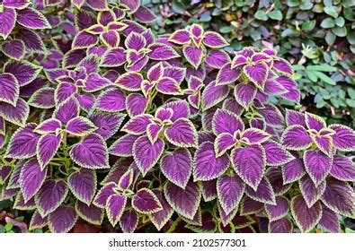 Painted Nettle Flame Nettle Coleus Blumei Stock Photo