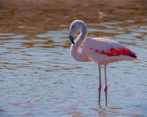 Flamingo Bird Lake Free Photo On Pixabay Pixabay