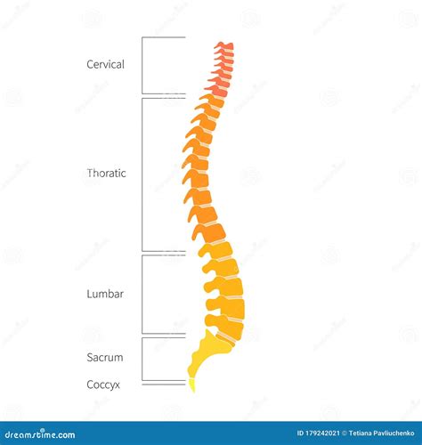 Anatomia Della Struttura Della Colonna Vertebrale Umana Illustrazione