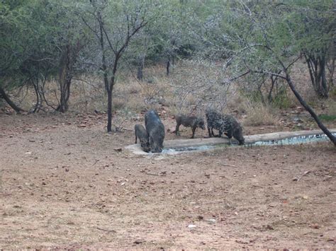 A World Safari: Mokolodi Nature Reserve