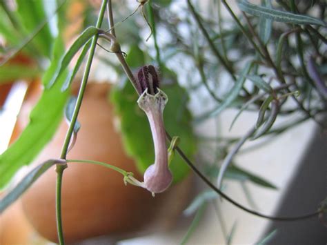 Leuchterblume pflegen Blütenpracht garantiert