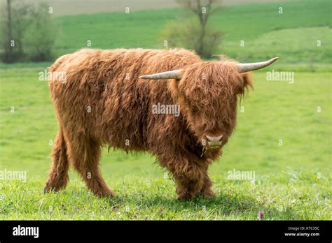 Scottish Highland Beef On A Pasture Stock Photo Alamy