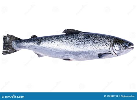 Salmon Fish Isolated On White Background Fresh Wild Salmon Isolated On