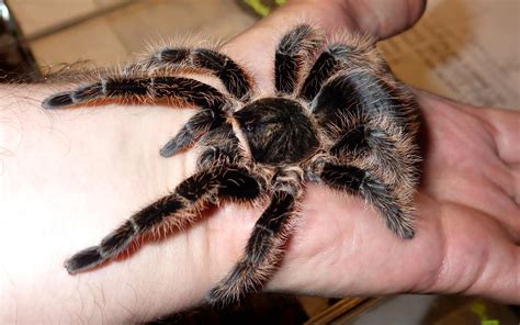 Curly Hair Tarantula