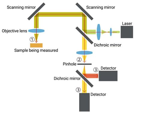 Laser Scanning Microscope Hot Sex Picture