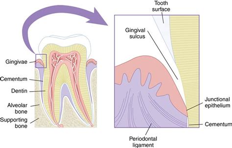 Supporting Alveolar Bone