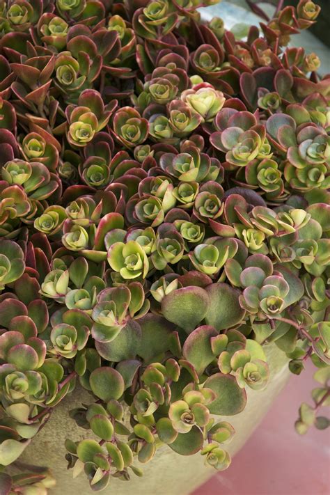 Coral Reef Sedum Monrovia Chinese Sedum Sedum Plant Sedum