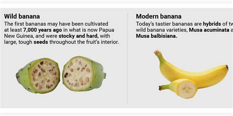 Heres What 5 Common Foods Looked Like Before And After Humans