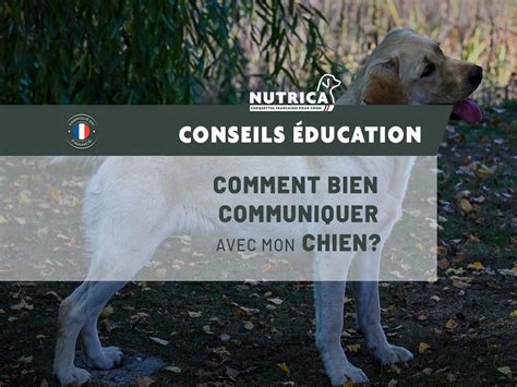 Comment Communiquer Avec Mon Chien Croquettes Nutrica