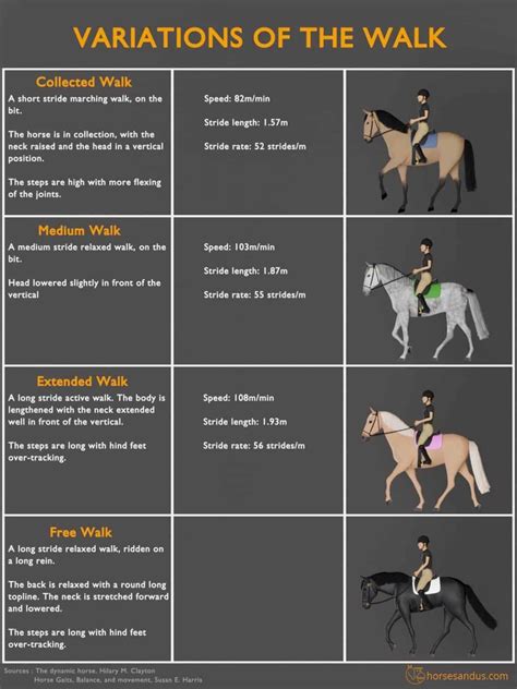 The 4 Basic Horse Gaits Explained [Diagrams & Animations] | Horse riding tips, Dressage horses ...